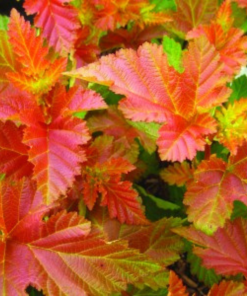 PHYSOCARPUS OPULIFOLIUS ‘AMBER JUBILEE’ (SUR TIGE)