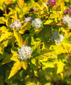 PHYSOCARPUS OPULIFOLIUS ‘ANGEL GOLD’ (SUR TIGE)