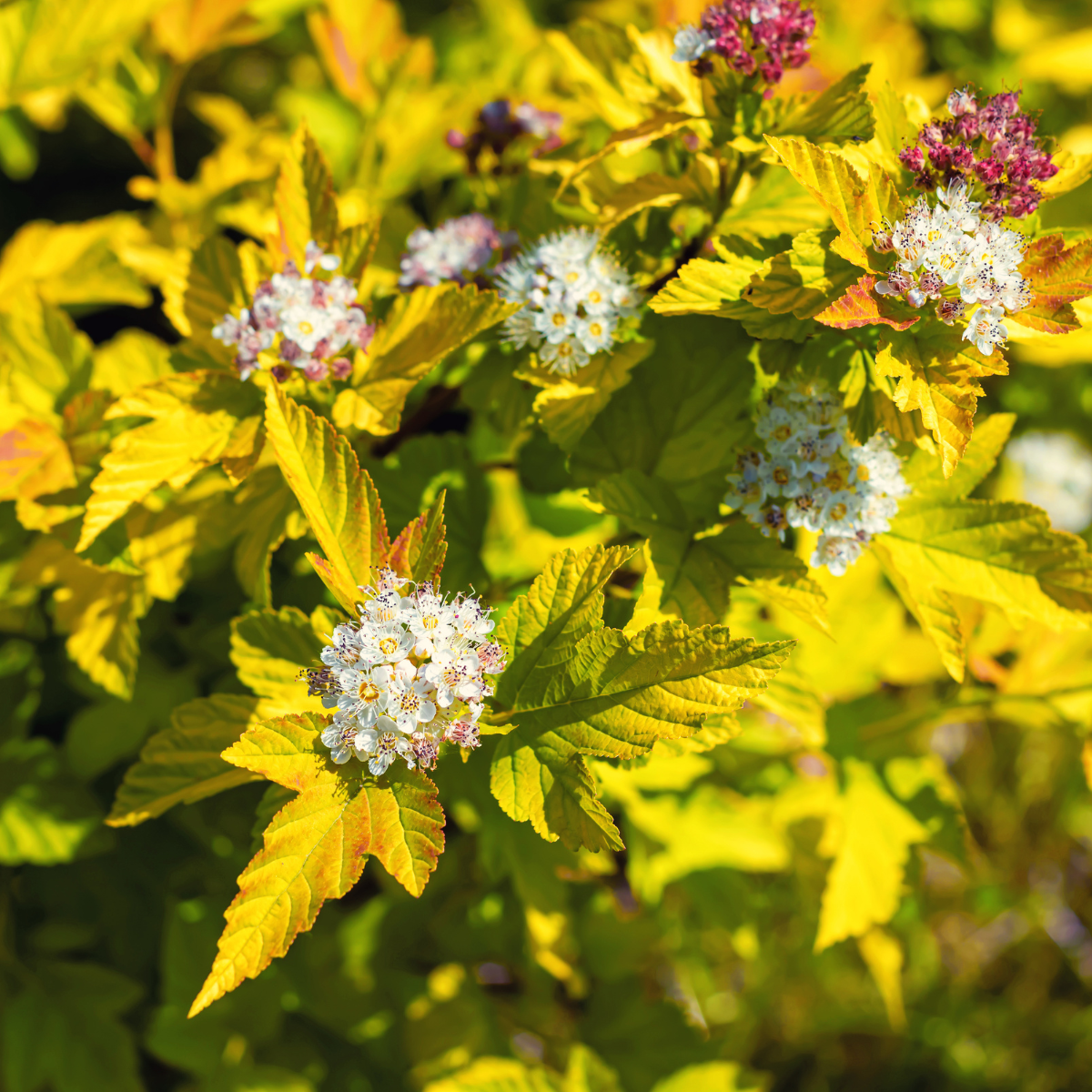 PHYSOCARPUS OPULIFOLIUS ‘ANGEL GOLD’ (SUR TIGE)
