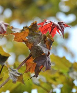 ACER PLATANOIDES ‘DEBORAH’
