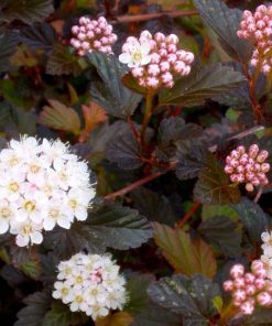 PHYSOCARPUS OPULIFOLIUS ‘COPPERTINA’ (SUR TIGE)