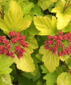 PHYSOCARPUS ‘DART’S GOLD’ (SUR TIGE)