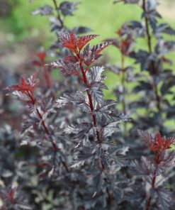 PHYSOCARPUS OPULIFOLIUS ‘SUMMER WINE’ (SUR TIGE)