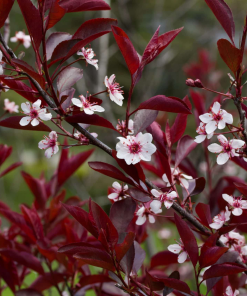PRUNUS X CISTENA (SUR TIGE)