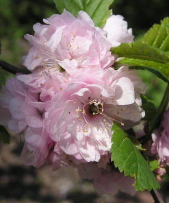 PRUNUS TRILOBA ‘MULTIPLEX’ (SUR TIGE)