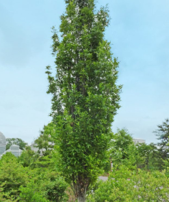 QUERCUS PALUSTRIS ‘GREEN PILLAR’