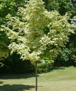 ACER PLATANOIDES ‘DRUMMONDII’