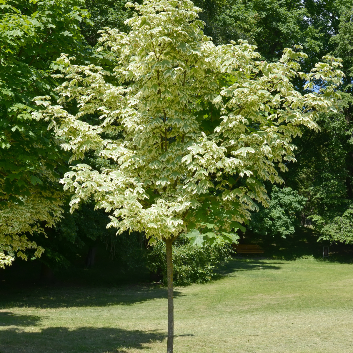 ACER PLATANOIDES ‘DRUMMONDII’ – Image 2