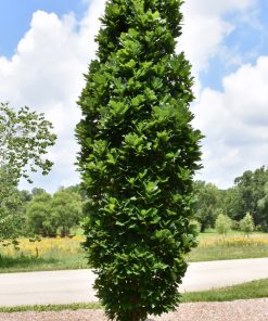 QUERCUS X WAREI ‘KINDRED SPIRIT’