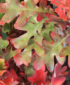 QUERCUS X CRIMSON SPIRE