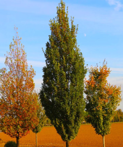 QUERCUS X SKINNY GENES