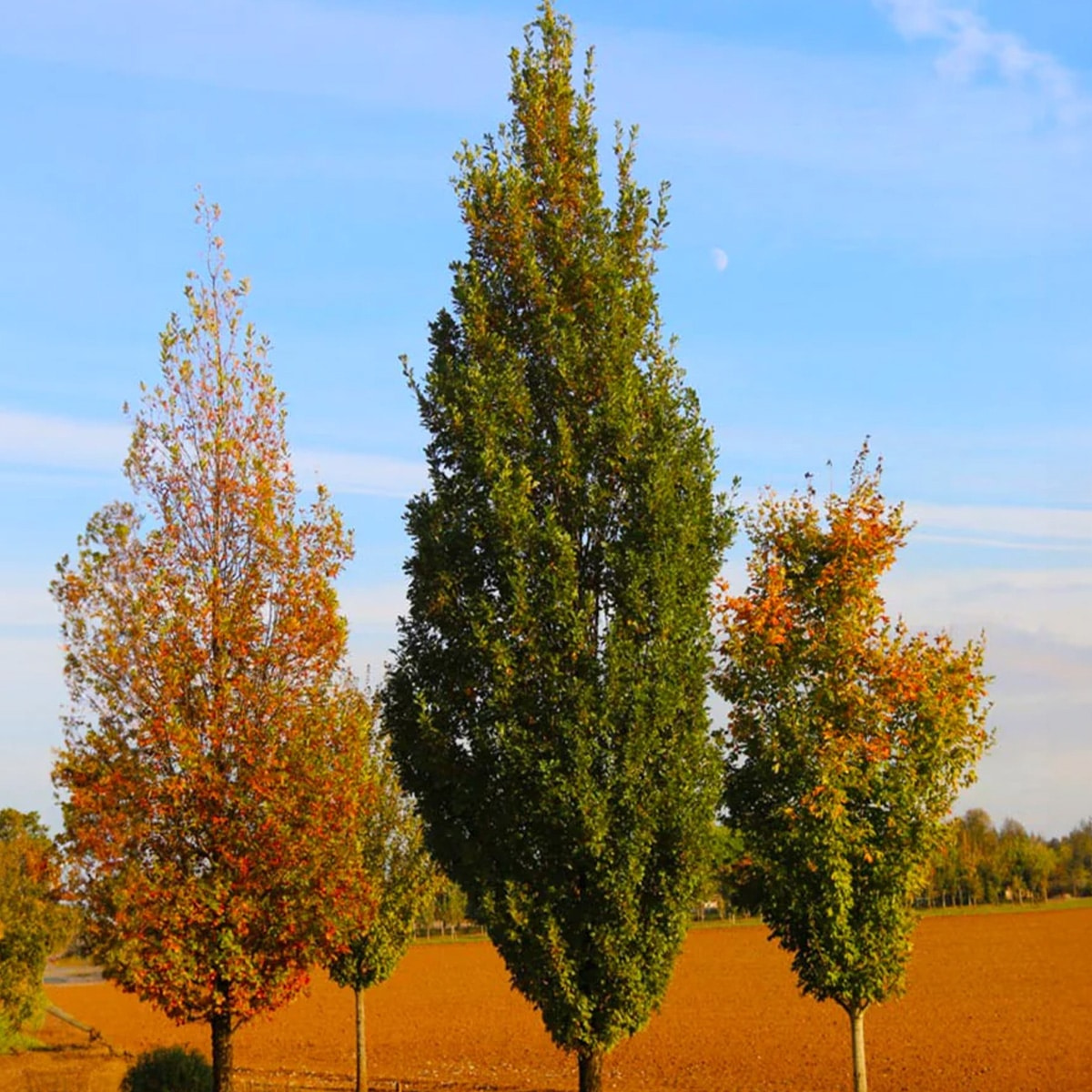 QUERCUS X SKINNY GENES