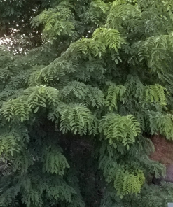 ROBINIA PSEUDOACACIA ‘PURPLE ROBE’