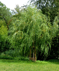 SALIX ALBA ‘TRISTIS’