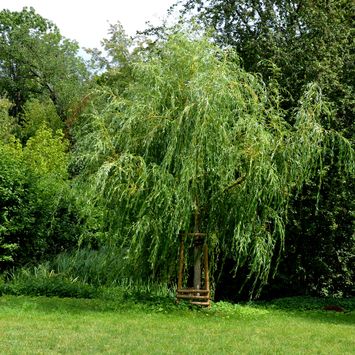 SALIX ALBA ‘TRISTIS’