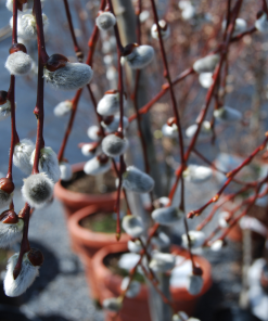 SALIX CAPREA ‘PENDULA’ (SUR TIGE)