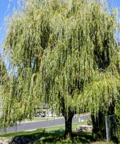 SALIX ‘PRAIRIE CASCADE’