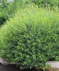 SALIX PURPUREA ‘GRACILIS’ (SUR TIGE)