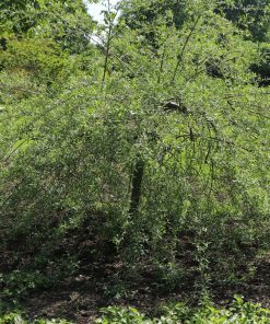 SALIX PURPUREA ‘PENDULA’ (SUR TIGE)