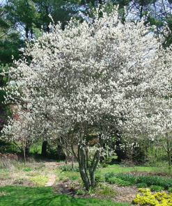 AMELANCHIER CANADENSIS