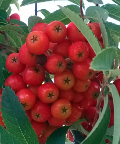 SORBUS AUCUPARIA ‘CARDINAL ROYAL’