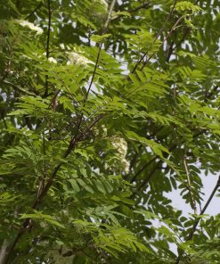 SORBUS AUCUPARIA ‘ROSSICA’