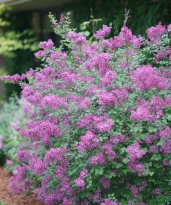 SYNRINGA ‘BLOOMERANG’