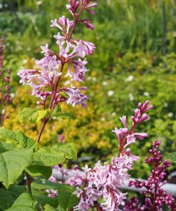 SYNRINGA X JOSEE (SUR TIGE)