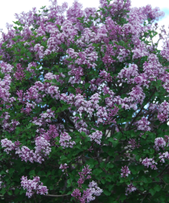 SYNRINGA MEYERI ‘PALIBIN’ (SUR TIGE)