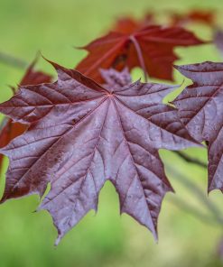 ACER PLATANOIDES ‘ROYAL RED’