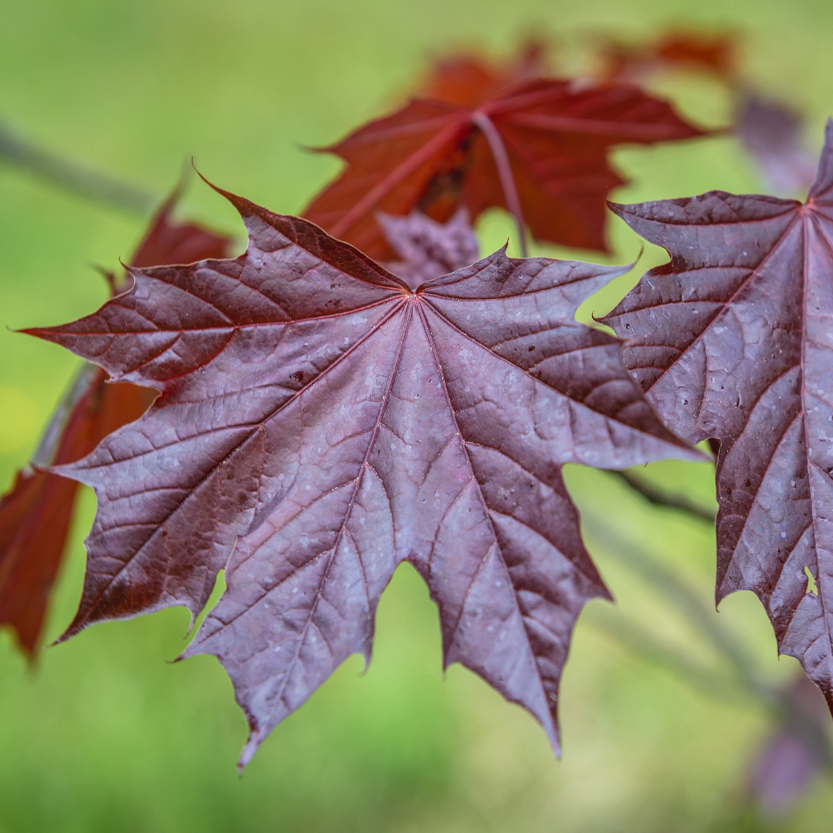 ACER PLATANOIDES ‘ROYAL RED’ – Image 3