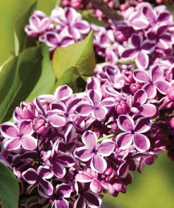 SYRINGA VULGARIS ‘SENSATION’ (SUR TIGE)