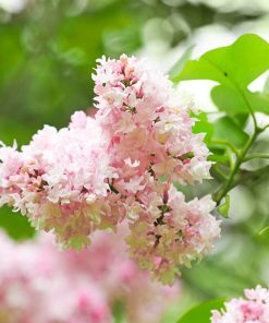 SYRINGA VULGARIS ‘BEAUTE DE MOSCOU’ (SUR TIGE)