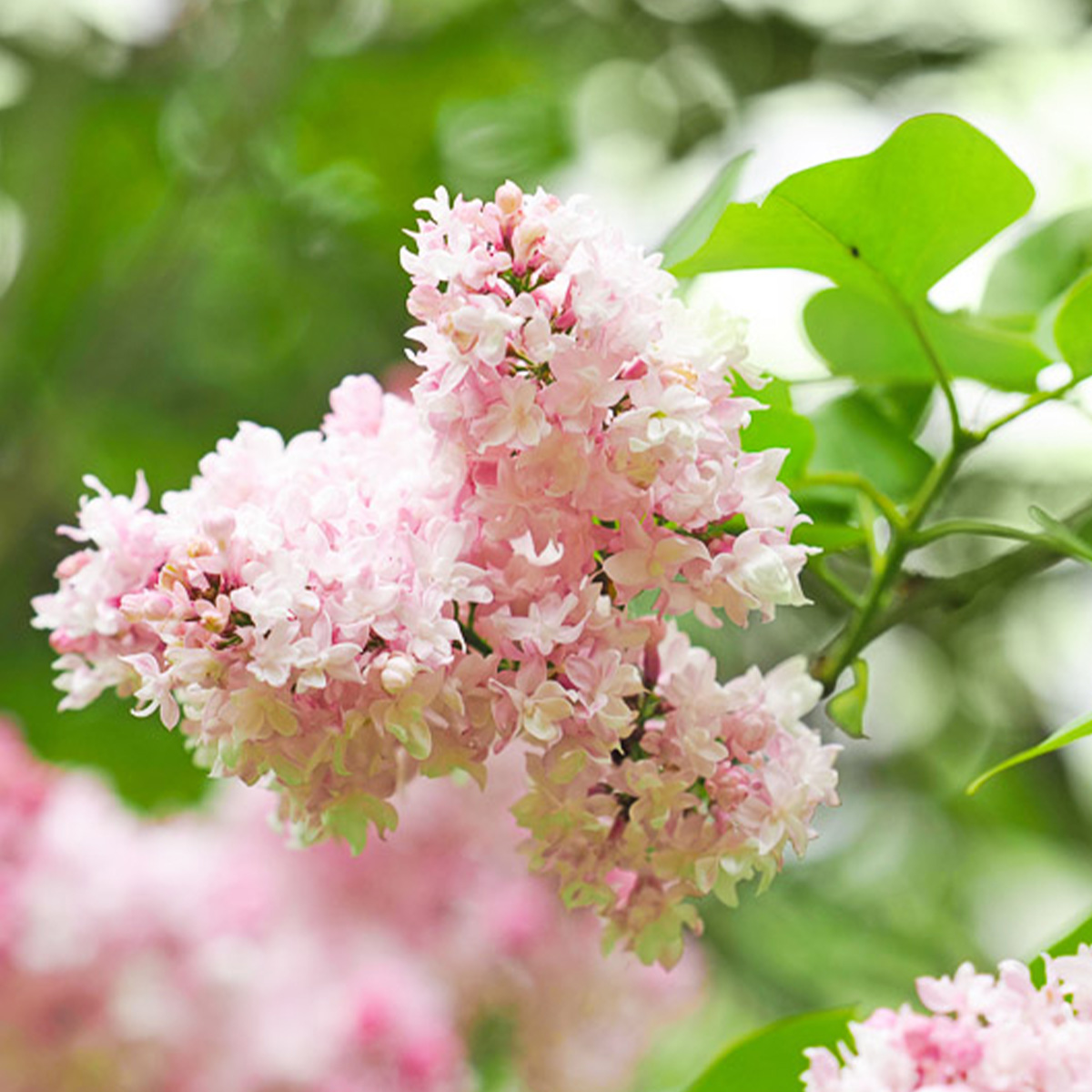 SYRINGA VULGARIS ‘BEAUTE DE MOSCOU’ (SUR TIGE) – Image 2