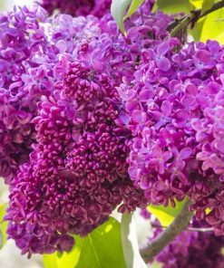 SYRINGA VULGARIS ‘CHARLES JOLY’ (SUR TIGE)