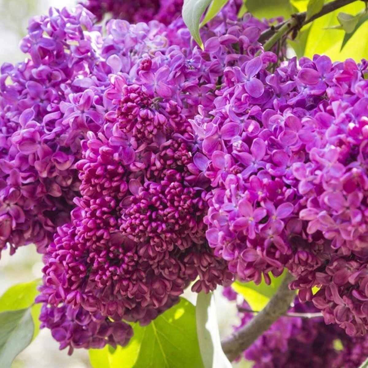 SYRINGA VULGARIS ‘CHARLES JOLY’ (SUR TIGE) – Image 2