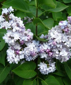 SYRINGA VULGARIS ‘KATHERINE HAVEMEYER’ (SUR TIGE)