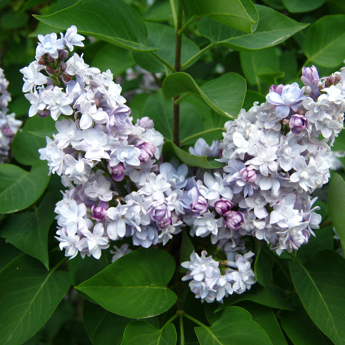 SYRINGA VULGARIS ‘KATHERINE HAVEMEYER’ (SUR TIGE)