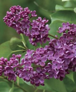 SYRINGA VULGARIS ‘LUDWIG SPEATH’ (SUR TIGE)