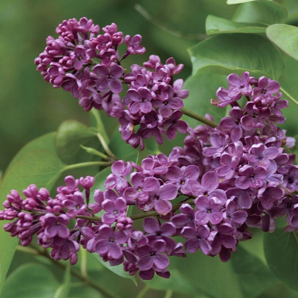 SYRINGA VULGARIS ‘LUDWIG SPEATH’ (SUR TIGE)