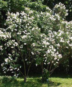 SYRINGA VULGARIS ‘MADAME LEMOINE’ (SUR TIGE)