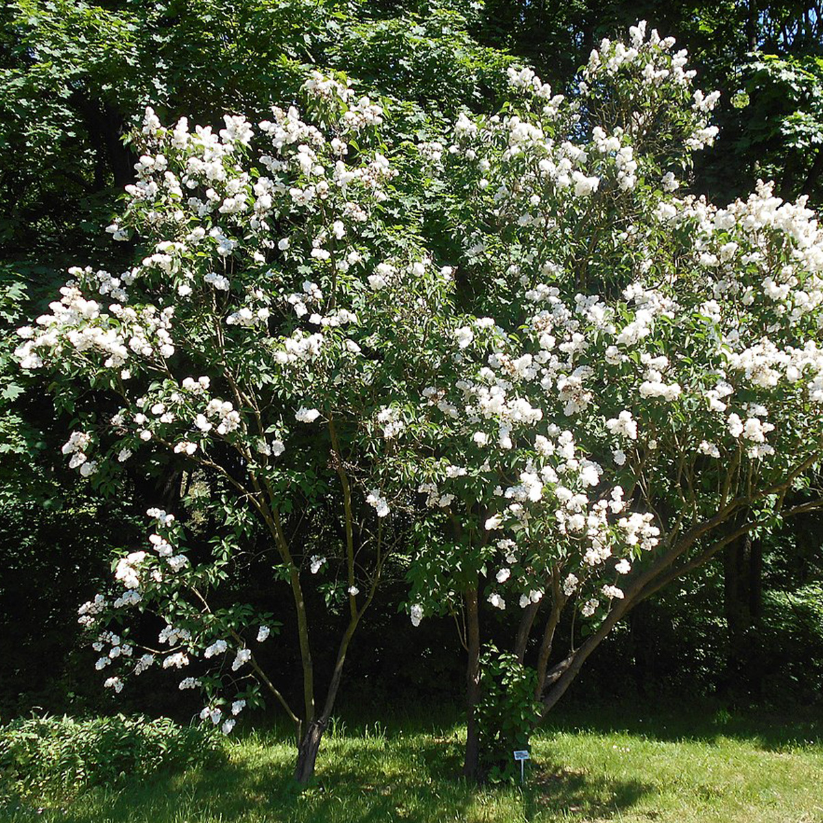 SYRINGA VULGARIS ‘MADAME LEMOINE’ (SUR TIGE) – Image 2