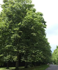 TILIA AMERICANA ‘LINCOLN’