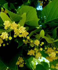 TILIA AMERICANA ‘REDMOND’
