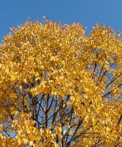 TILIA CORDATA ‘CORINTHIAN’
