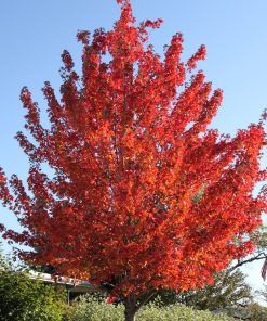 ACER RUBRUM