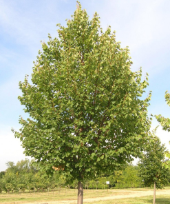 TILIA CORDATA ‘GLENLEVEN’