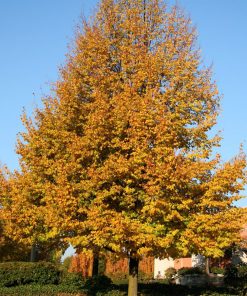 TILIA CORDATA ‘GREENSPIRE’
