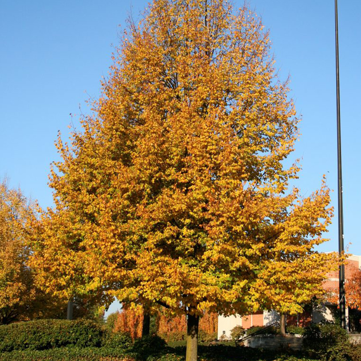 TILIA CORDATA ‘GREENSPIRE’ – Image 3