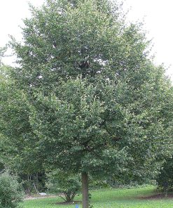 TILIA CORDATA ‘UNIQUE’